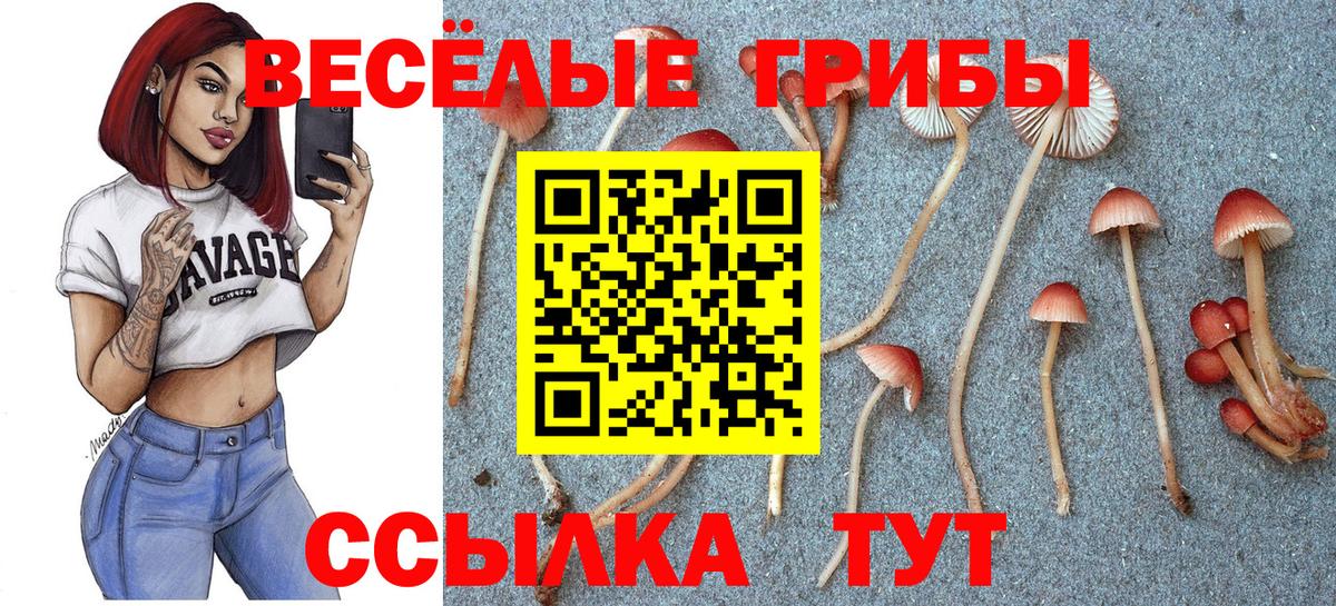 Менделеевск  Псилоцибиновые грибы Cubensis  Вход с VPN 